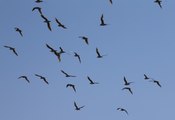 Reyhanlı Barajı'nda 194 kuş türü gözlemlendi