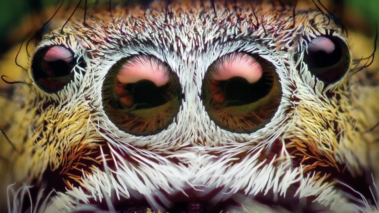 Film Theory: Can The Lion King Survive On Bugs?