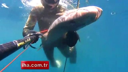 Zıpkınla dev balıkları avlıyor