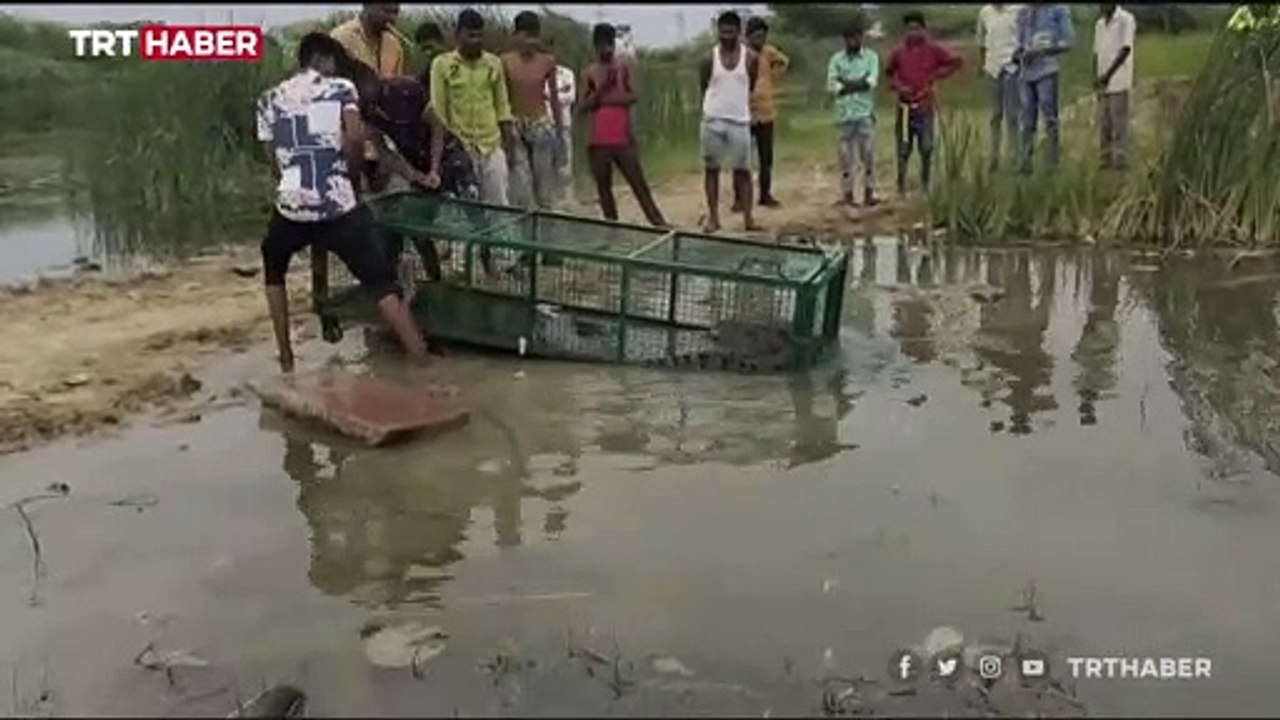 Hindistan'da timsahlar korkuttu