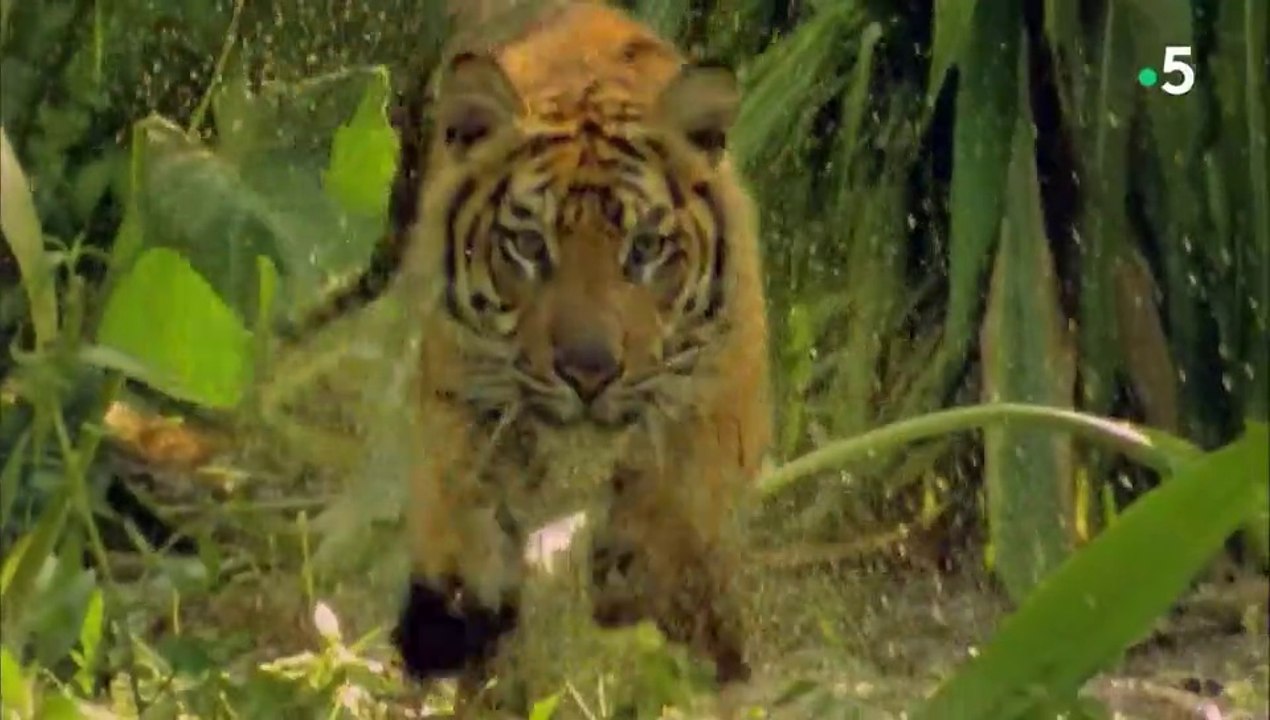 24 heures dans la nature - Félins, une vie de chasseur