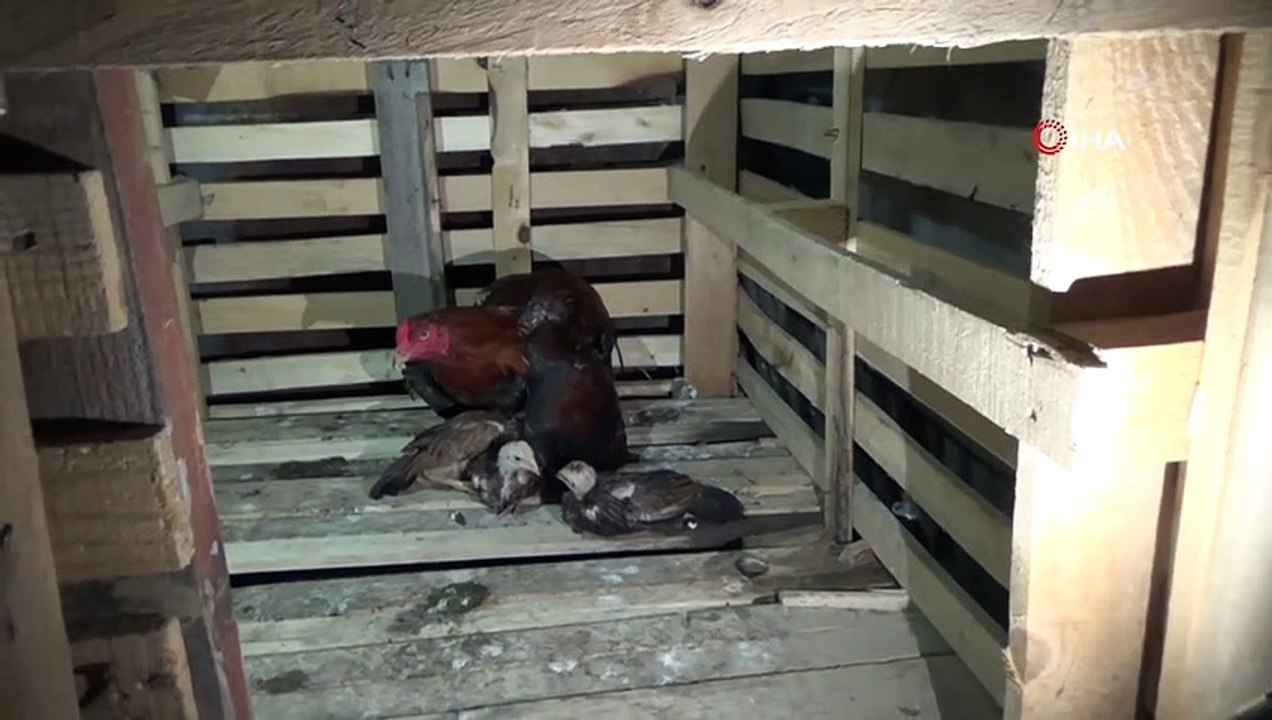 Bu horoz civcivlere hem annelik hem babalık yapıyor