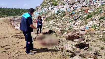 Ölmüş koyun leşlerini köy yoluna attılar