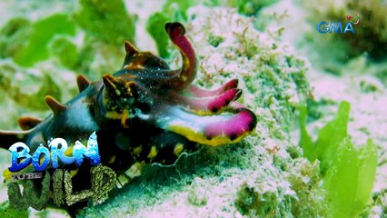 Born to be Wild: Colors for Survival | Colors of the Wild