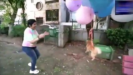 Youtuber que “hizo volar” a su mascota con globos de helio fue arrestado por maltrato animal