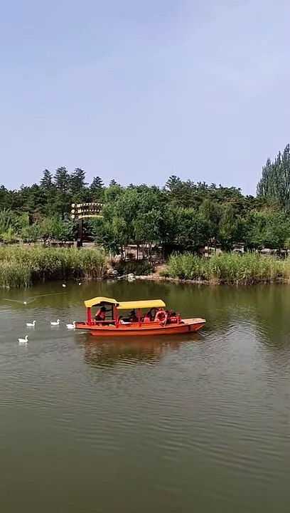 Cute duck videos 2021   Cute and funny animals videos 2021 clip 17