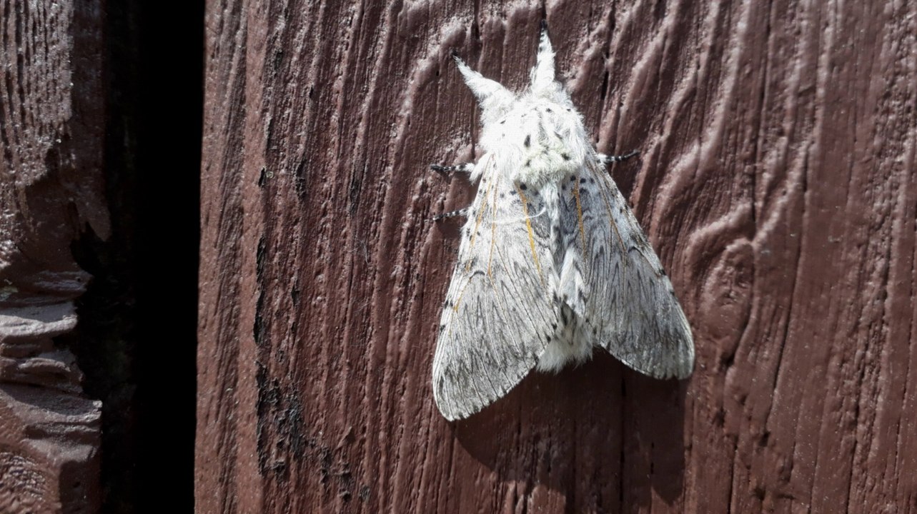 Eichenprozessionsspinner sonnt sich am garagentor