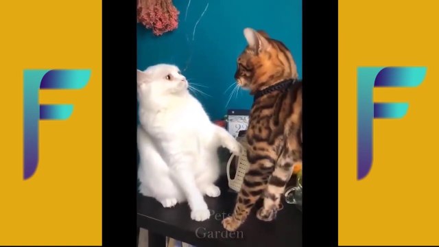 Funny Animals Compilation _ Fun & Fails ( 720 X 1280 )
