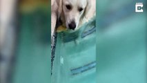 Dog Becomes Best Friends With Abandoned Duckling