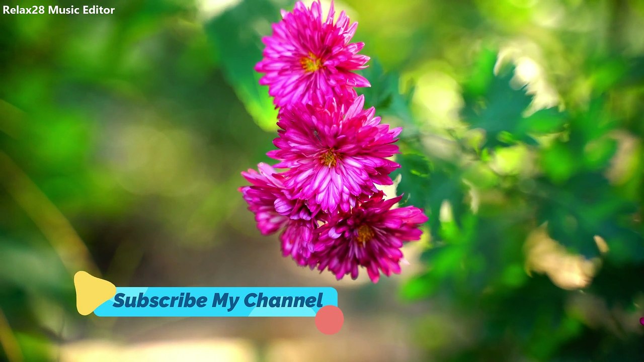 Beautiful Colorful Blooming Bloom Flower Beauty Of Natural