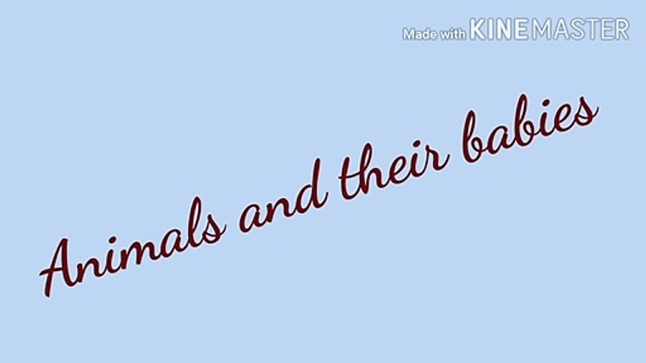 Animals snd and their babies