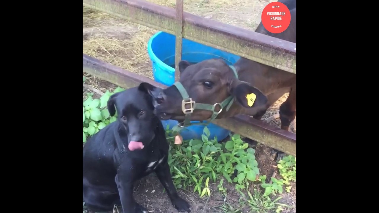 Les animaux les plus beau dans le monde