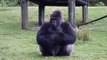Ce gorille parle en langue des signes avec les touristes... magique