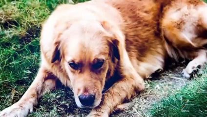 People Who Got Revenge on Their Neighbors Karma