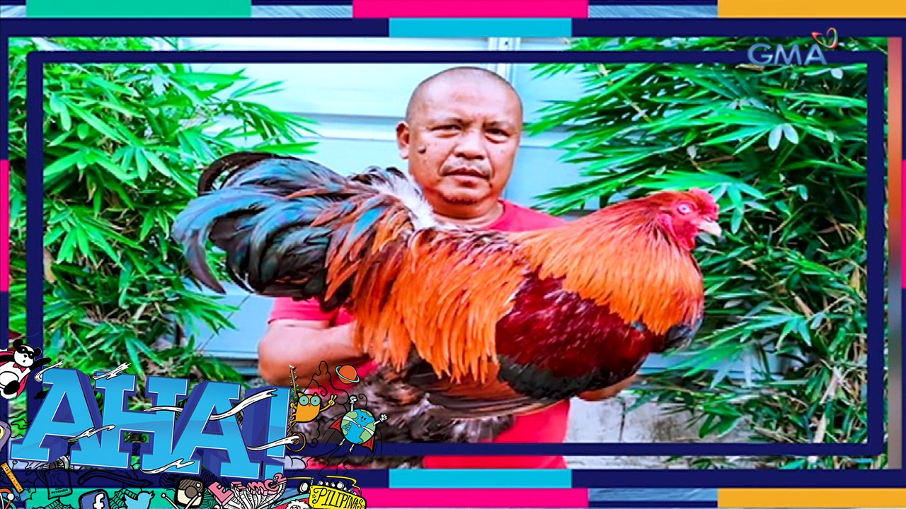 AHA!: Giant manok?