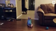 German Shepherd And Baby Play Chase Together