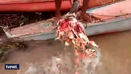 Piranalara bufalo kafası verilirse