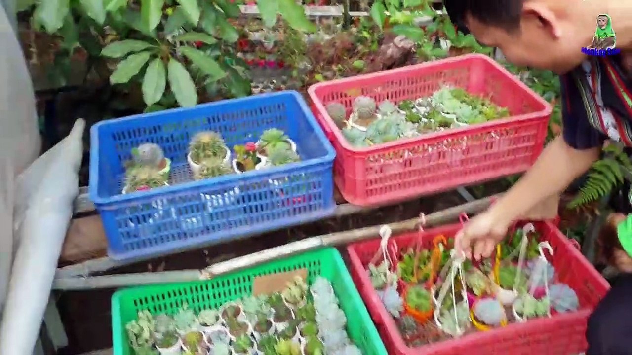 Monkey Abu & Sam met by chance at the temple and was happy