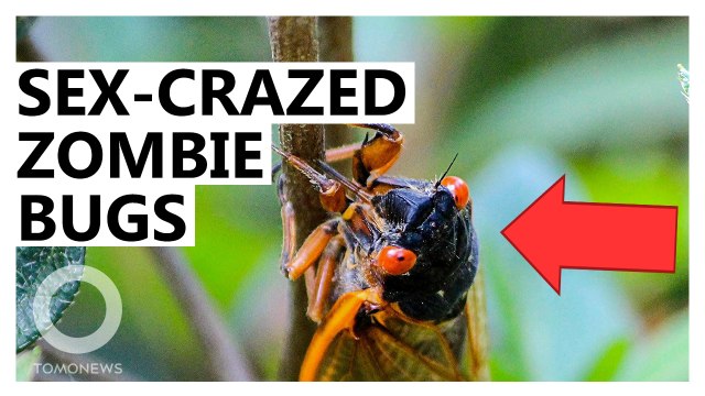Sex-Crazed Zombie Bugs With Melting Butts High on Drugs