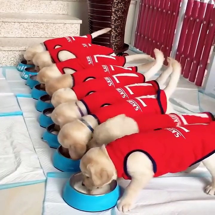 Cute baby animals Videos Compilation cute moment of the animals #40