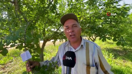 Erik ağacının dalına not bıraktı: 'Borcum var ise iban atın'