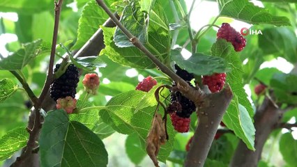 Dutun pekmez yolculuğu başladı