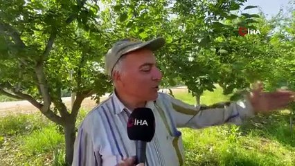 Bursa'da erik ağacının dalına not bıraktı, 'Borcum var ise iban atın'