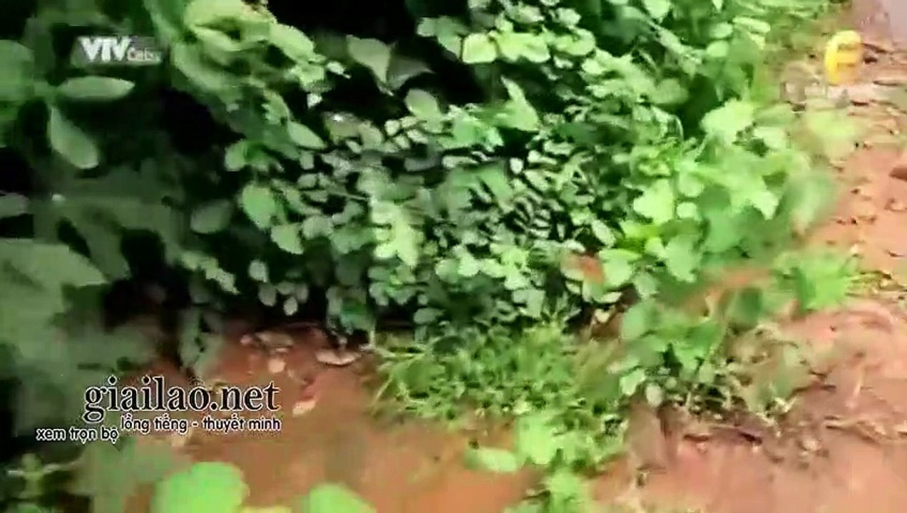 Đội Đặc Nhiệm CID Tập 805 - THVL3 Lồng Tiếng tap 806 - xem phim doi dac nhiem cid tap 805