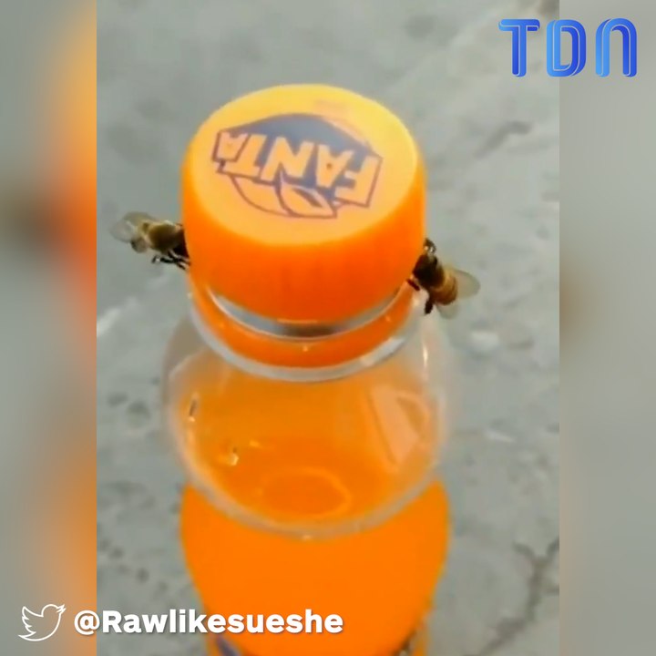 Insolite : deux abeilles travaillent en équipe pour ouvrir une bouteille