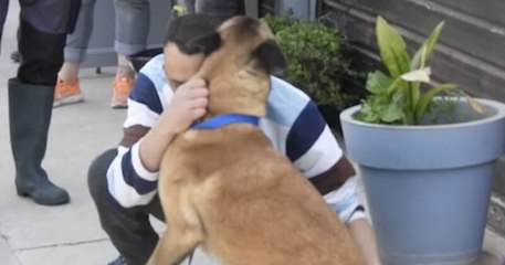 Montpellier : volé il y a huit mois, un chien retrouve son maître domicilié à 500 km