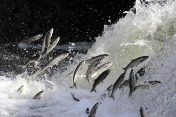 İNCİ KEFALİNİN FOTOĞRAFLARINI ÇEKİP ABD'DE TANITIYOR