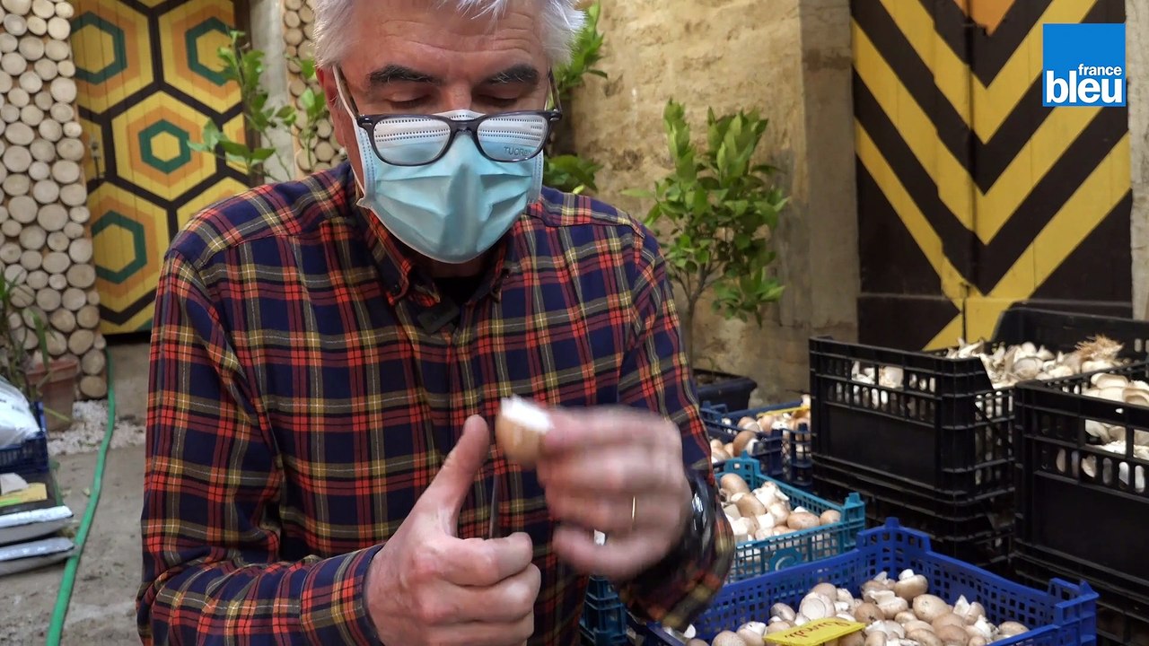 C'est si bon, les champignons de Dijon