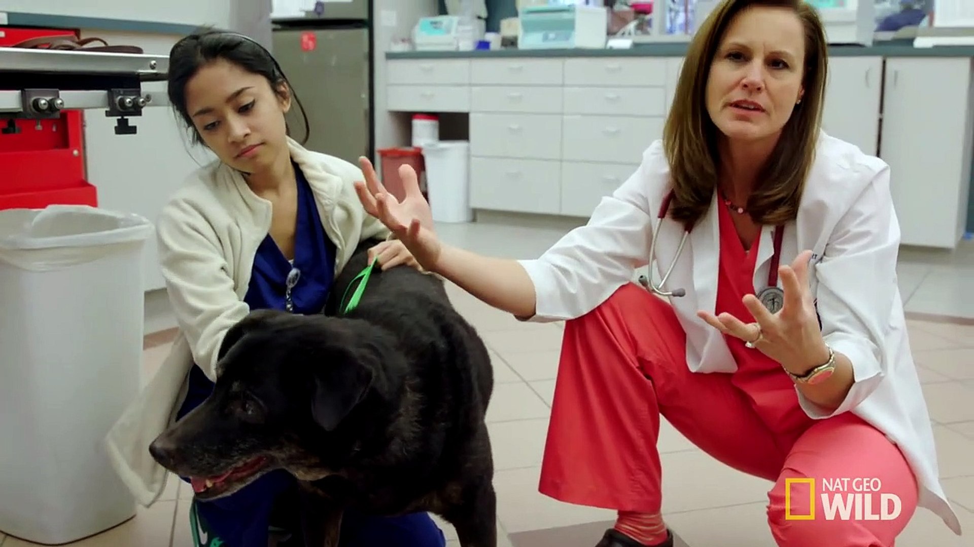 Cranial Concerns Animal Er Video Dailymotion