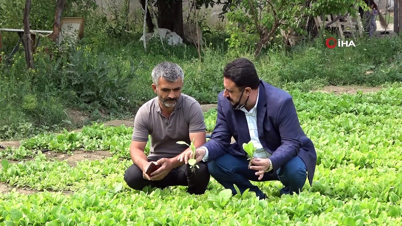 2021’de 150 bin ton tütün elde edilmesi bekleniyor