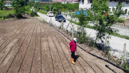 Düzce'de pirinç ekiminde ilk defa damlama sistem kullanıldı
