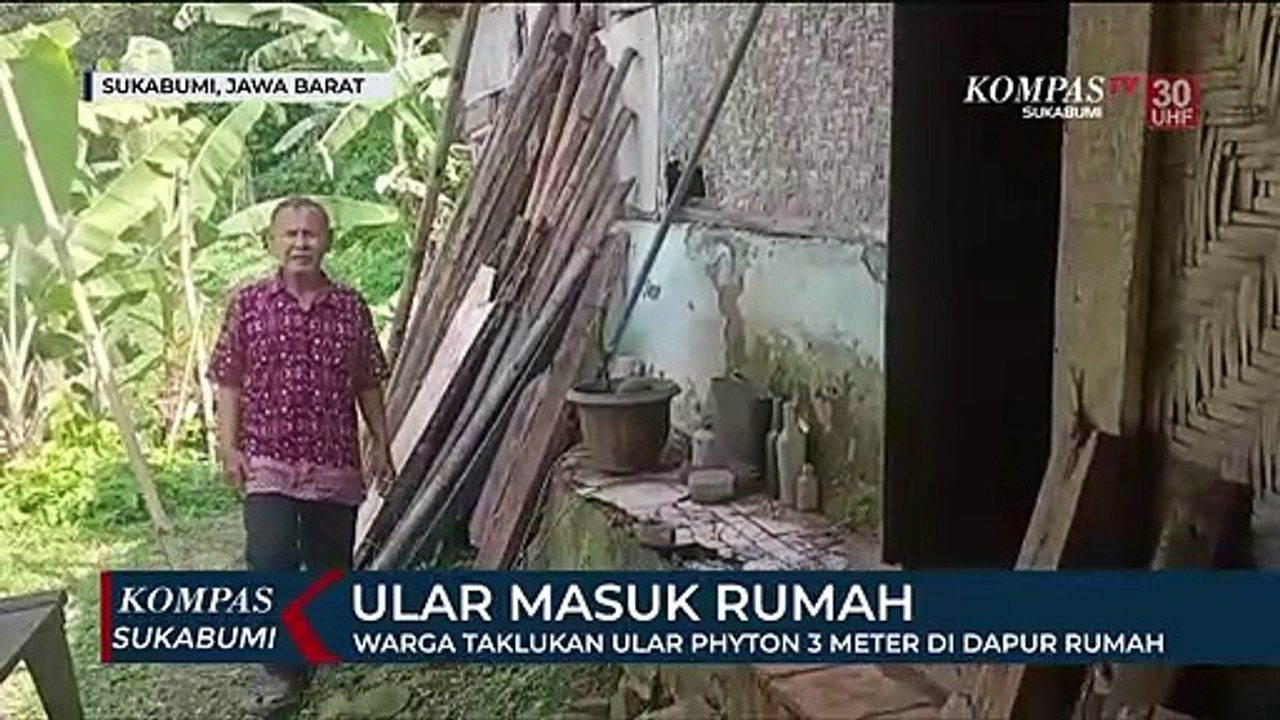 Warga Taklukan Ular Phyton 3 Meter di Dapur Rumah