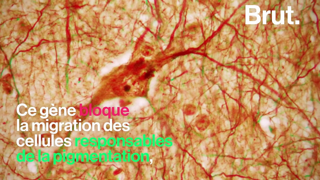 Pourquoi les chats blancs sont les plus touchés par la surdité