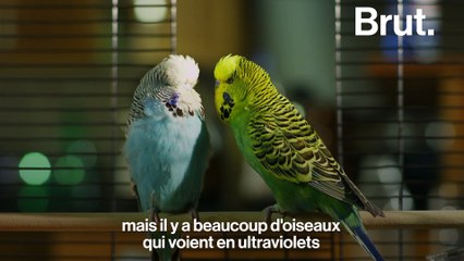 Le 6ème sens des animaux : mythe ou réalité ?