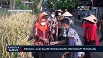 Tanam Padi Dalam Pot, Solusi Bagi Masyarakat Perkotaan