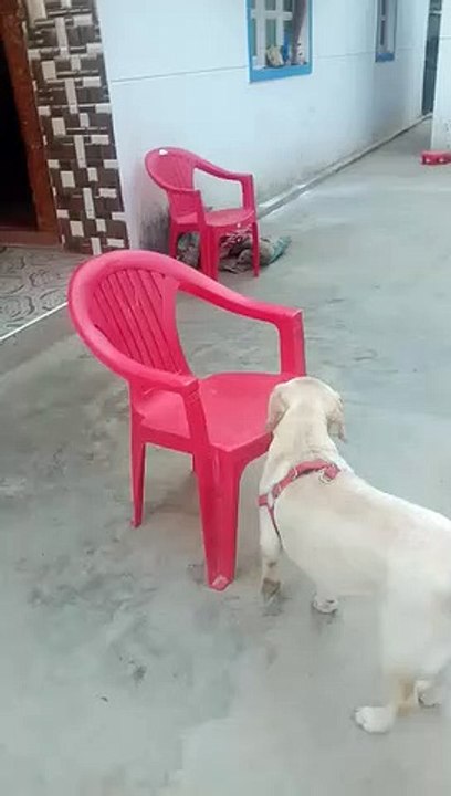 CUTE DOG LUCKY