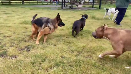 Shepherd Mix vs Pitbull Graphic Scar