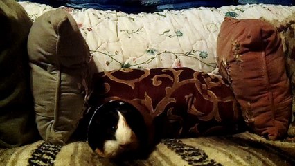 CAVIA PORCELLUS PARSLEY 102_4899