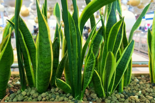 5 Houseplants That Provide Stress Relief