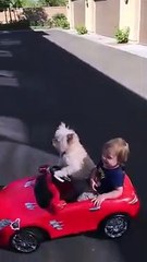 Akülü araba süren köpek