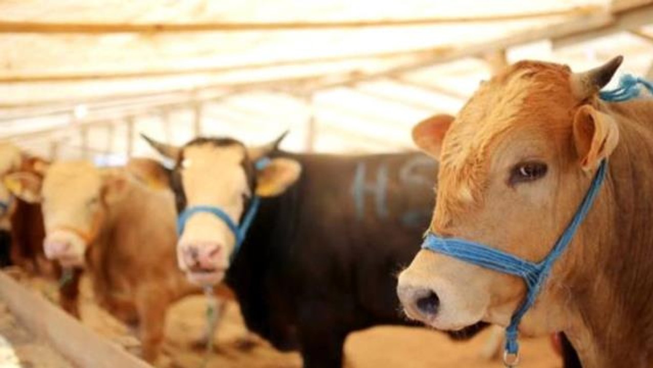 Kurbanlık hareketliliği başladı, büyükbaş fiyatları 12 bin ila 40 bin lira arasında değişiyor