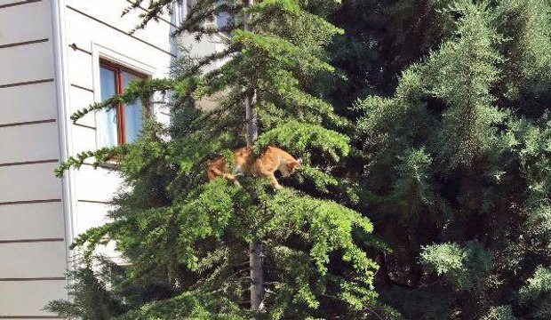 AĞAÇTA MAHSUR KALAN KEDİYİ İTFAİYE KURTARDI
