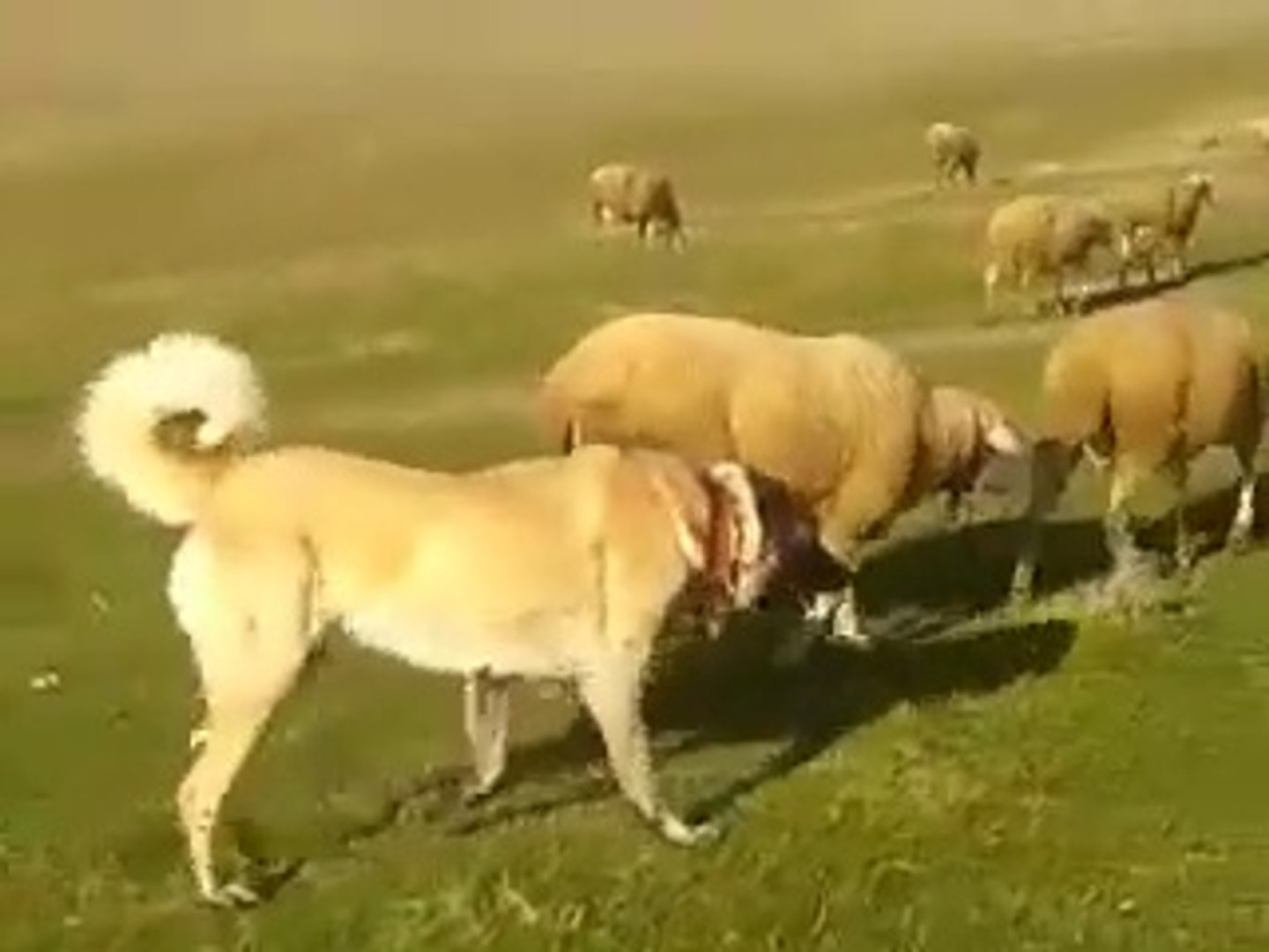 ⁣KANGAL KOPEGi NiZAMi GOREVDE - KANGAL SHEPHERD DOG and SHEEPS