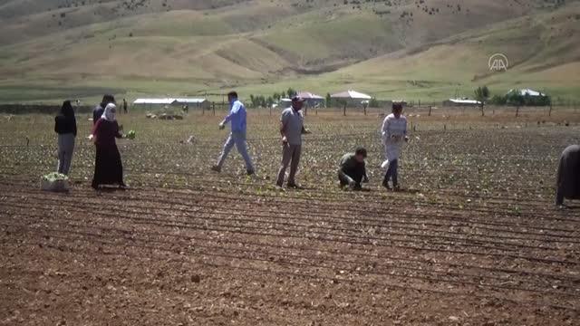 Türkiye'de bu yıl 150 bin ton tütün üretimi bekleniyor
