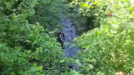 Dere yatağına yuvarlanan inek vinç ile kurtarıldı