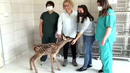 Tedavisi tamamlanan minik geyik biberonla besleniyor